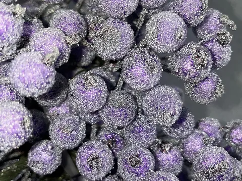 Цукрові ягідки калини