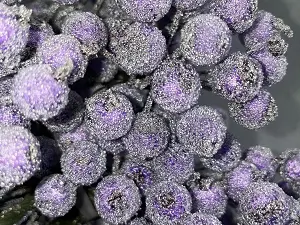 Цукрові ягідки калини