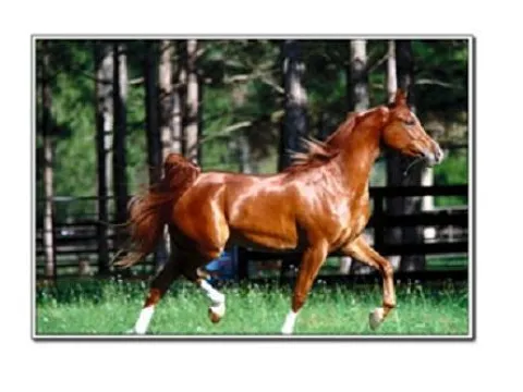 Картина 40*60см