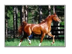 Картина 40*60см