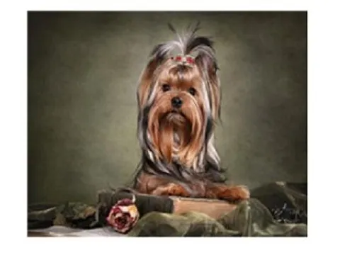 Картина 40*50см