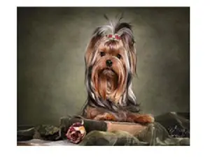 Картина 40*50см