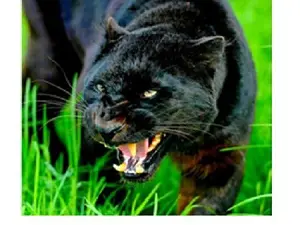 Картина 40*30см