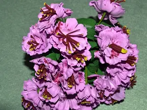 Квіти букетом