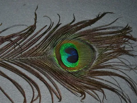 Перья Павлина
