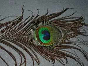 Пір'я Павлина