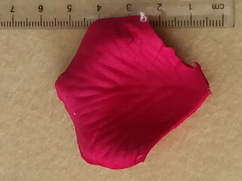 Пелюстки троянд