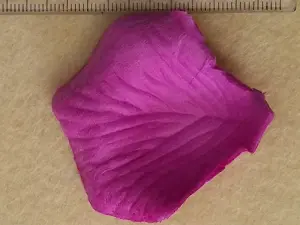 пелюстки троянд