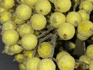 Цукрові ягідки калини