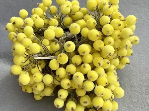 Цукрові ягідки калини