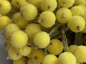 Цукрові ягідки калини