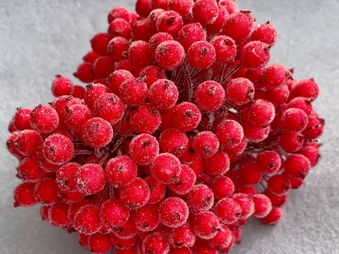 Цукрові ягідки калини