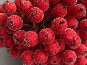 Цукрові ягідки калини