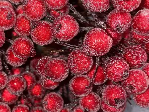 Цукрові ягідки калини