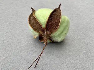 Бавовна -6см (15шт)