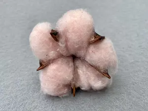 Бавовна -6см (15шт)